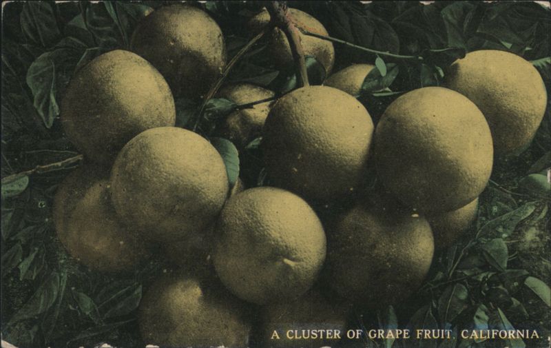 Cluster of Grapefruit from California