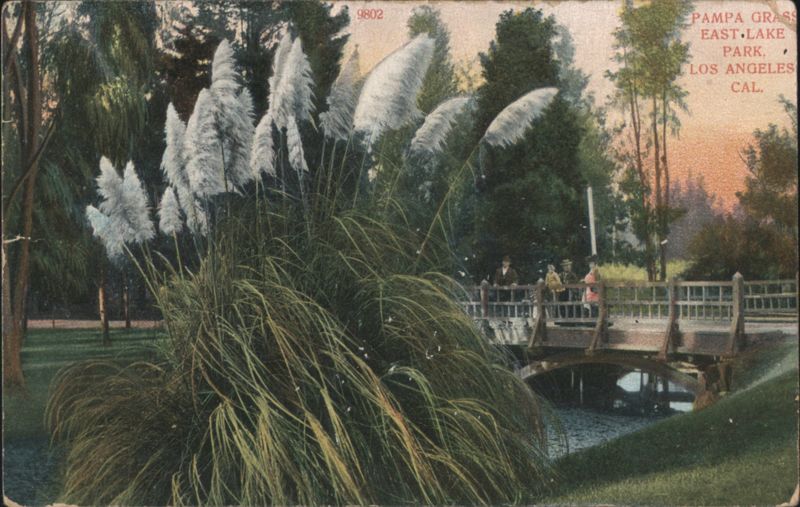 Pampa Grass, East Lake Park, Los Angeles, CA California
