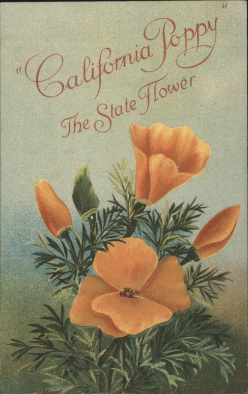 California Poppy The State Flower State Flowers & Seals