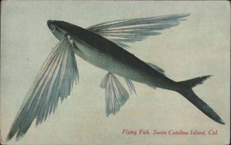 Flying Fish, Santa Catalina Island California