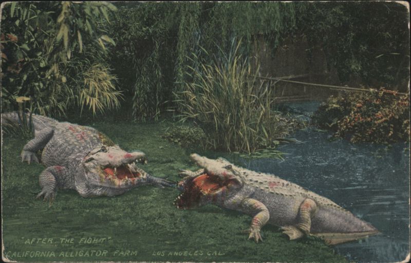 Alligators After the Fight, California Alligator Farm Los Angeles