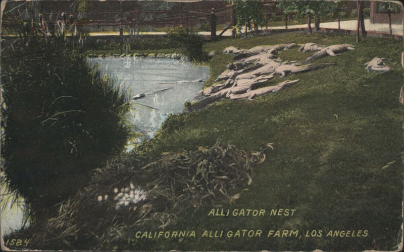 Alligator Nest, California Alligator Farm Los Angeles