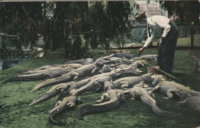 Feeding Time at The California Alligator Farm, Los Angeles