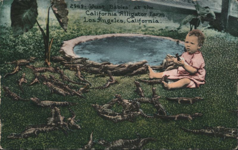 'Just Babies' at California Alligator Farm, Los Angeles