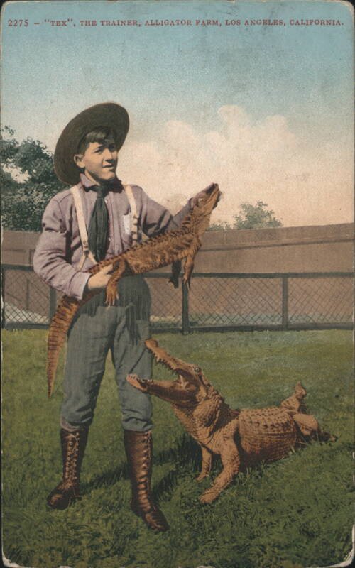 Tex the Trainer with Alligators, Alligator Farm Los Angeles California