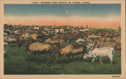 Reindeer Herd Grazing on Tundra, Alaska Postcard