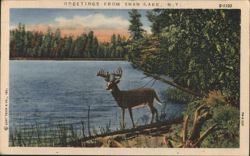 Greetings from Swan Lake, NY - Deer by Lake Postcard