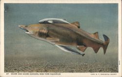 Shark and Shark Suckers, New York Aquarium Postcard