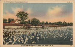 A Typical Long Island Duck Farm, East Moriches, NY Postcard