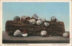 Hermit Crabs, New York Aquarium Postcard