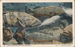 Large Groupers, New York Aquarium Postcard