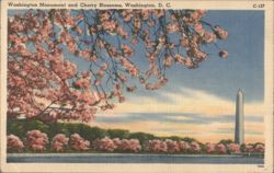 1955 Washington DC: Washington Monument & Cherry Blossoms Postcard