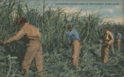 Harvesting Sugar Cane in the Florida Everglades Postcard