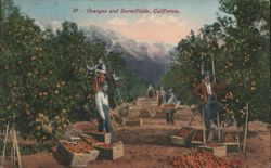 Oranges and Snowfields, California Postcard