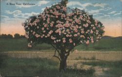 A Rose Tree, California Postcard