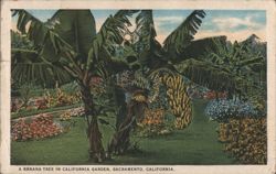 Banana Tree in California Garden, Sacramento Postcard