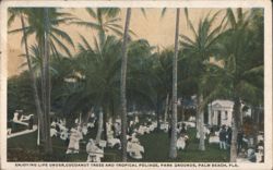 Enjoying Life Under Cocoanut Trees, Park Grounds Postcard