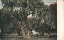 Live Oaks with Spanish Moss Postcard
