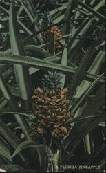 Florida Pineapple Plant Postcard