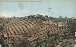 AEOLIA HEIGHTS AND OLIVE ORCHARD, AUBURN, CALIFORNIA Postcard