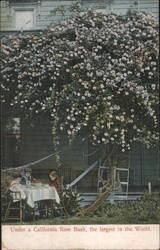 California Rose Bush, the largest in the World Postcard