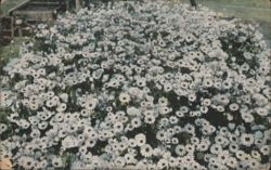 Field of Shasta Daisies Postcard