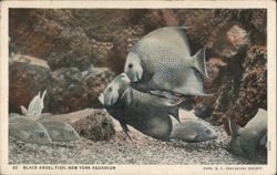 Black Angel Fish, New York Aquarium Postcard