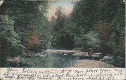 Cave Creek, Hot Springs, AR - Cow by Stream Postcard