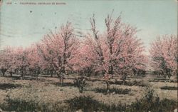 CALIFORNIA ORCHARD IN BLOOM Postcard