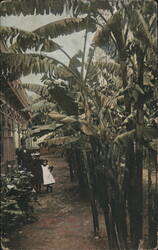 Banana Trees in L. A. Home with People Postcard