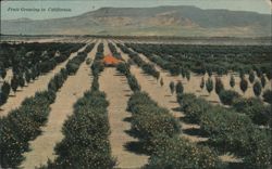 Fruit Growing in California Postcard