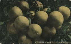 Cluster of Grapefruit from California Postcard