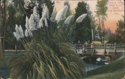Pampa Grass, East Lake Park, Los Angeles, CA Postcard