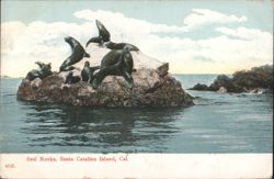 Seal Rocks, Santa Catalina Island, California Postcard