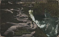 Alligators at California Alligator Farm, Los Angeles Postcard