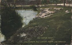 Alligator Nest, California Alligator Farm Postcard