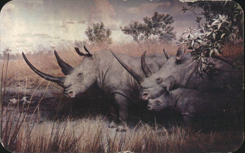 White Rhinoceroses, Akeley African Hall