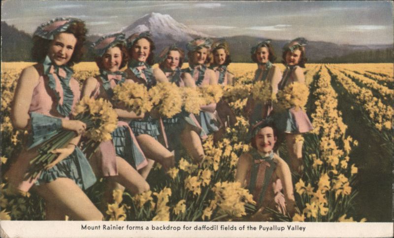 Mount Rainier, Daffodil Fields, Puyallup Valley, WA Washington