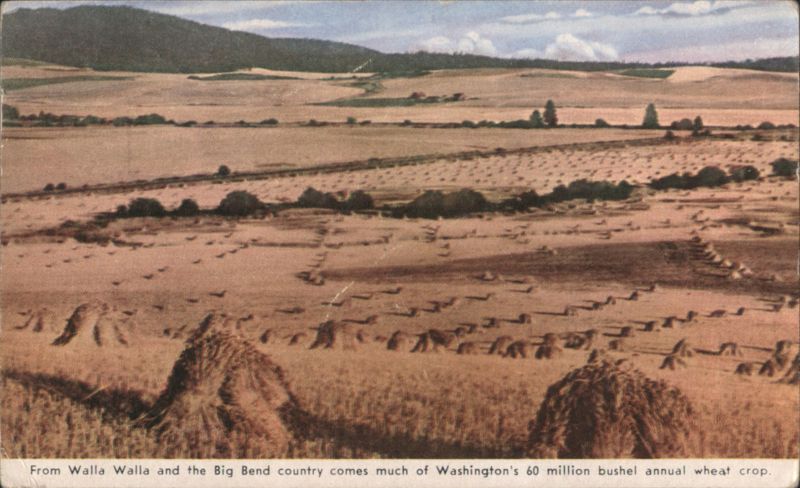 Washington's 60 Million Bushel Annual Wheat Crop