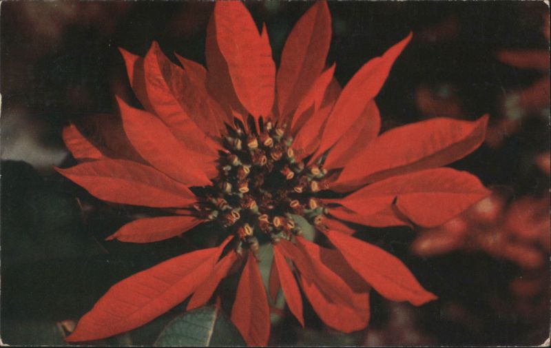 Red Poinsettia Flower, Color by Leon M. Smith Flowers