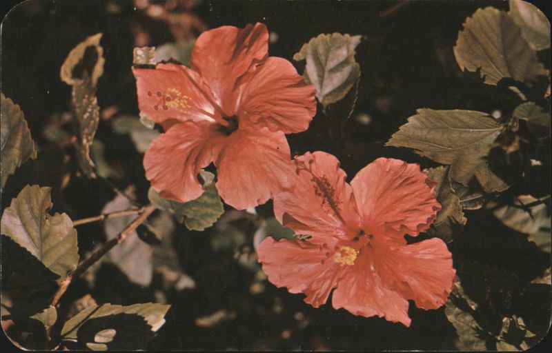 Delicately Tinted Hibiscus Flowers, Hamilton, Bermuda