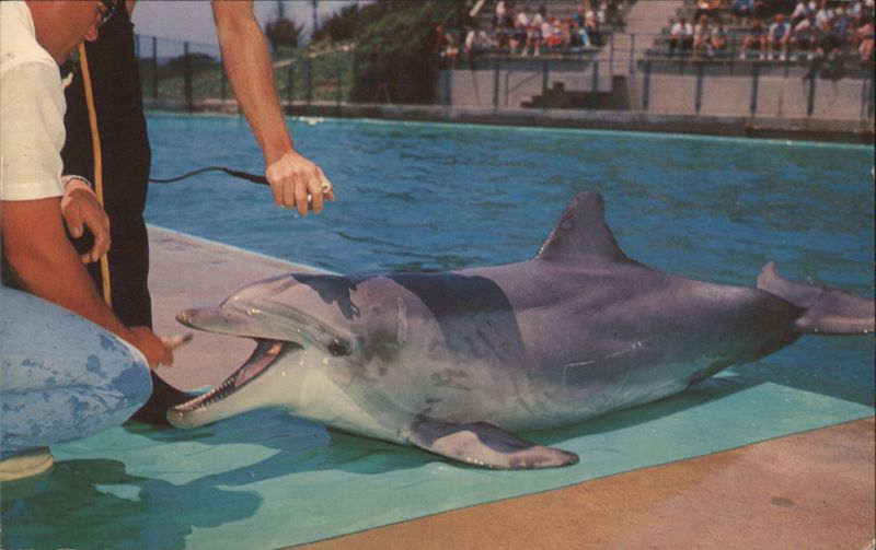 Flipper, The Talking Dolphin, Marineland of the Pacific