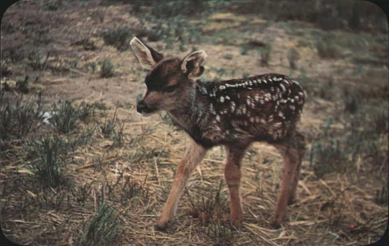 A young Fawn Mule Deer