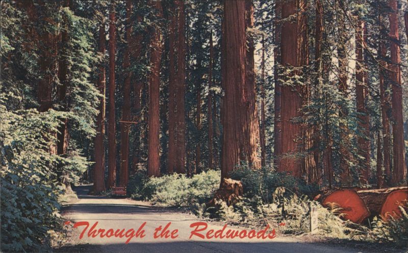 Through the Redwoods Northern California Howard Royle