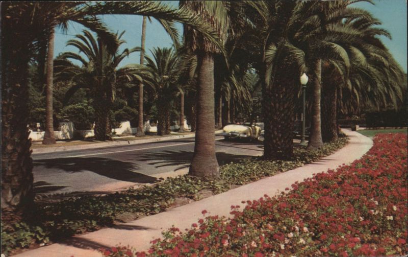 Avenue of Palms, Flower-Bordered Walks California