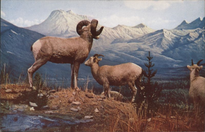 Bighorn Sheep in Rocky Mountains - Natural Color Mike Roberts