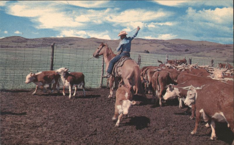 Cowboy Roping Cattle Bob Taylor Cowboy Western