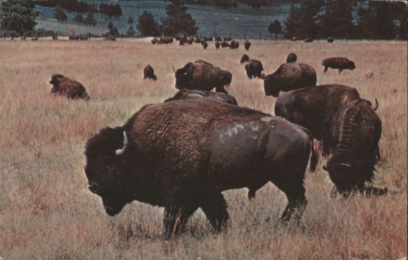 Buffalo of the Old West - Black Hills, SD, WY, MT South Dakota