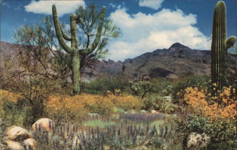 April in Valley of Sun Desert Wildflowers Saguaro Cactus Phoenix Arizona
