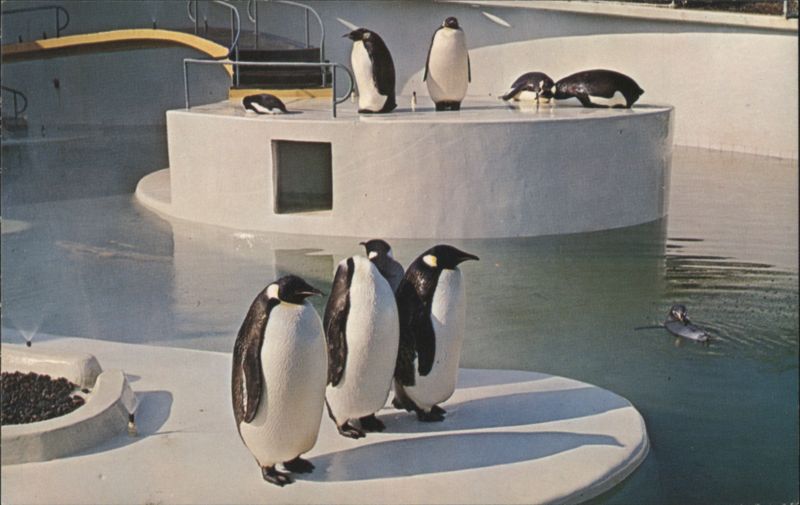 Portland Zoo Penguins on Dress Parade Oregon Ken Vermillion